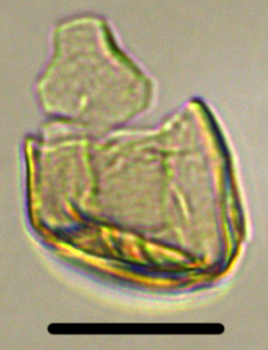 Batiacasphaera obohikuenobe Boboh27X350521901105.jpg